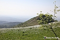 VBS_2520 - Fioritura Narcisi Castelnuovo Nigra 2022 e campi di papaveri rossi